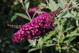 Buddleja Buzz Velvet