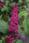 Buddleja CranRazz