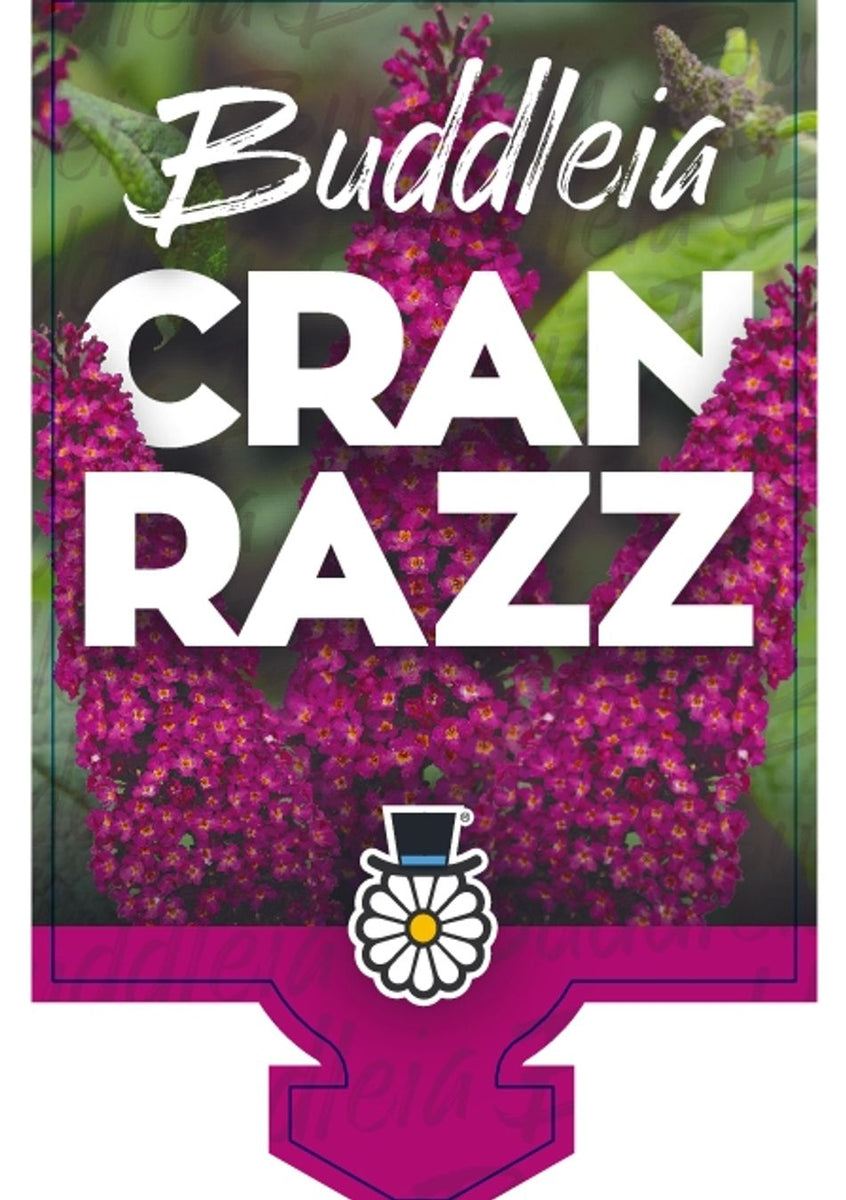 Buddleja CranRazz – Greener Garden Supplies