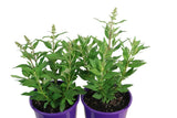 Buddleja High Five Purple