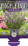 Buddleja High Five Purple