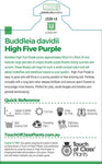 Buddleja High Five Purple