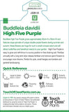 Buddleja High Five Purple