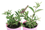 Buddleja Pink Micro Chip