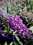 Buddleja Purple Haze