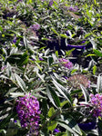 Buddleja Purple Haze