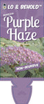 Buddleja Purple Haze