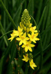 Bulbine bulbosa (Tucker Bush Native Leek)