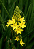 Bulbine bulbosa (Tucker Bush Native Leek)