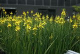 Bulbine bulbosa (Tucker Bush Native Leek)