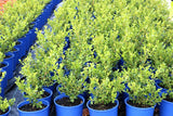 Buxus microphylla var. japonica