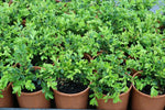 Buxus microphylla var. koreana