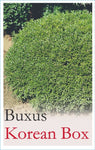 Buxus microphylla var. koreana