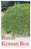 Buxus microphylla var. koreana