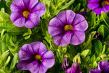 Calibrachoa Million Bells Bouquet Amethyst-Colourwave