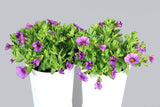 Calibrachoa Million Bells Bouquet Amethyst-Colourwave