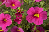 Calibrachoa Million Bells Bouquet Brilliant Pink-Colourwave