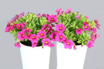 Calibrachoa Million Bells Bouquet Brilliant Pink-Colourwave