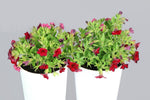 Calibrachoa Million Bells Bouquet Deep Red-Colourwave