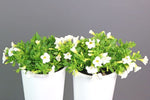 Calibrachoa Million Bells Bouquet White-Colourwave