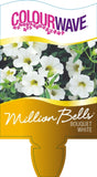 Calibrachoa Million Bells Bouquet White-Colourwave