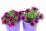 Calibrachoa Superbells Blackcurrent Punch