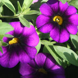 Calibrachoa Superbells Grape Punch