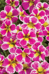 Calibrachoa Superbells Holy Cow