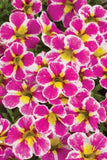 Calibrachoa Superbells Holy Cow