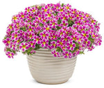 Calibrachoa Superbells Holy Cow