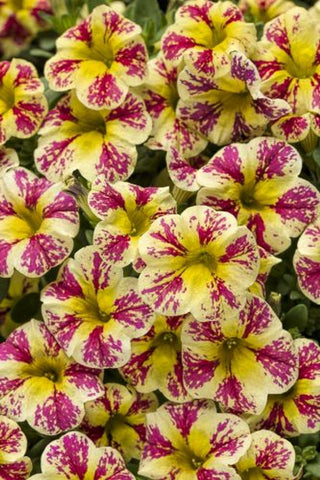 Calibrachoa Superbells Holy Moly