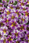 Calibrachoa Superbells Holy Smokes