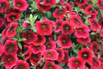 Calibrachoa Superbells Pomegranate Punch