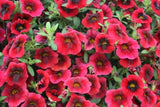 Calibrachoa Superbells Pomegranate Punch