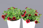 Calibrachoa Superbells Pomegranate Punch