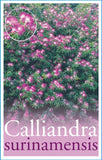 Calliandra surinamensis