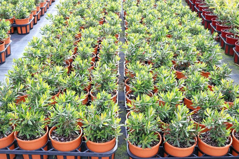 Callistemon Green John TM LJ23