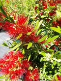 Callistemon Macarthur TM LC01