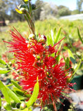 Callistemon Macarthur TM LC01