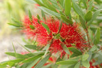 Callistemon Macarthur TM LC01