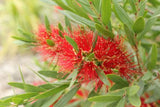 Callistemon Macarthur TM LC01