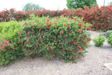 Callistemon Macarthur TM LC01