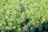 Callistemon Macarthur TM LC01