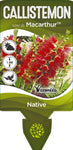 Callistemon Macarthur TM LC01