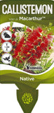 Callistemon Macarthur TM LC01