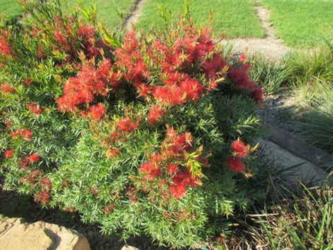 Callistemon Scarlet Flame TM CC19