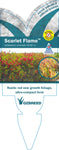 Callistemon Scarlet Flame TM CC19