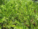 Callistemon Dawson River Weeper