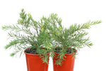 Callistemon Dawson River Weeper