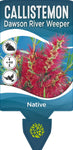 Callistemon Dawson River Weeper